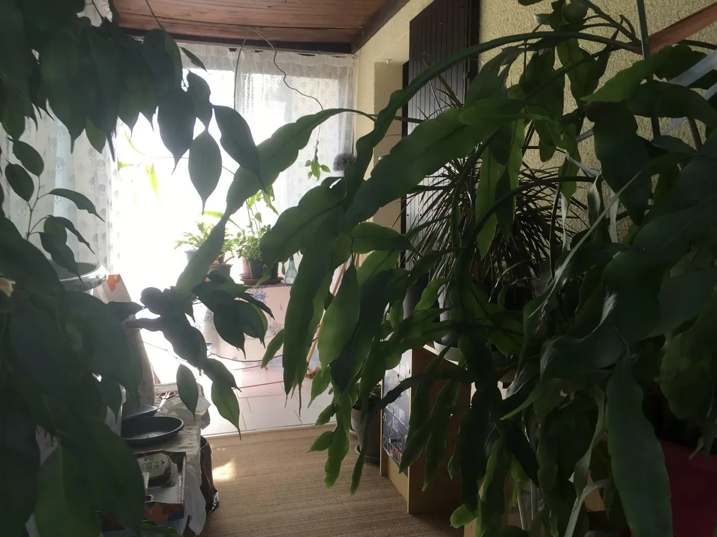 Exclusivité Viager Occupé aux portes d'Angoulême - photo 3